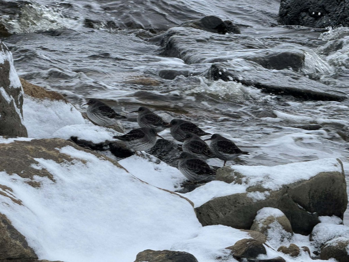 Purple Sandpiper - ML646122974