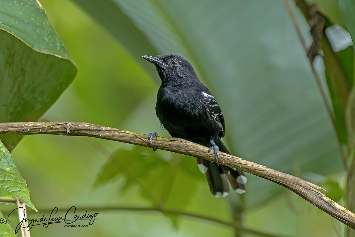 Jet Antbird - ML646122975