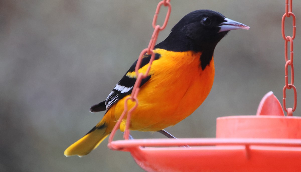 Балтиморский трупиал - ML646122977