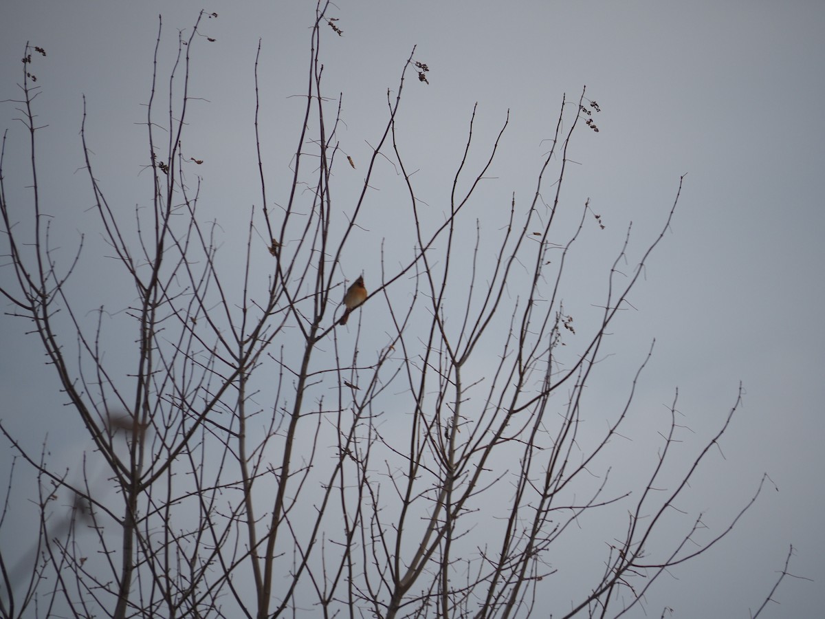 Kardinal arrunta - ML646122981