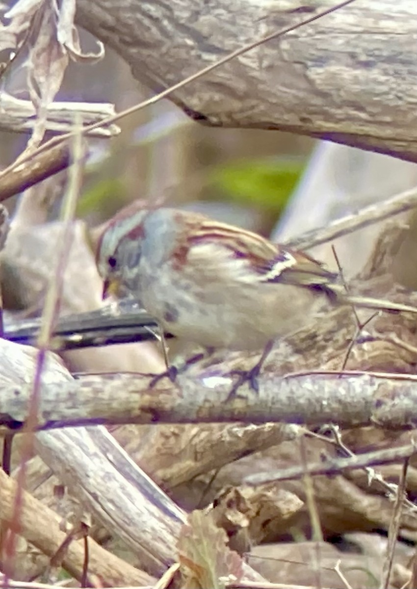 American Tree Sparrow - ML646122985