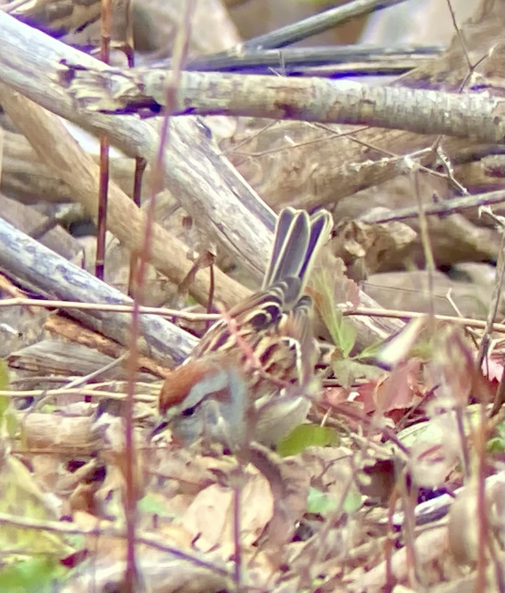 American Tree Sparrow - ML646122986
