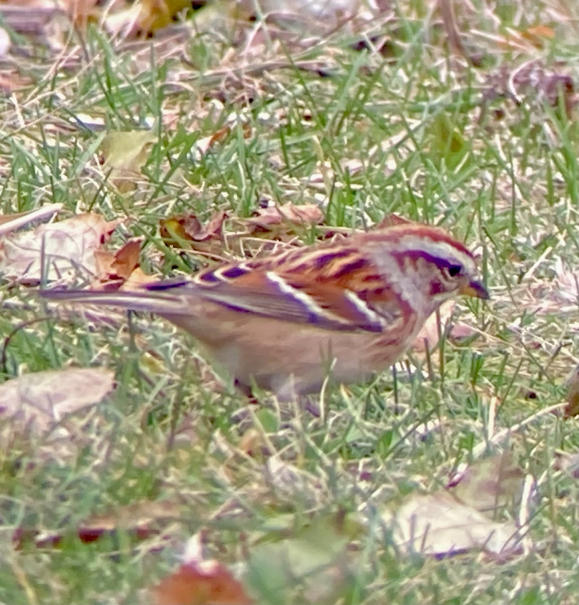 American Tree Sparrow - ML646122987