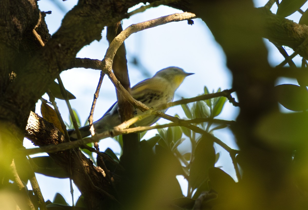 Lesser Goldfinch - ML646122990