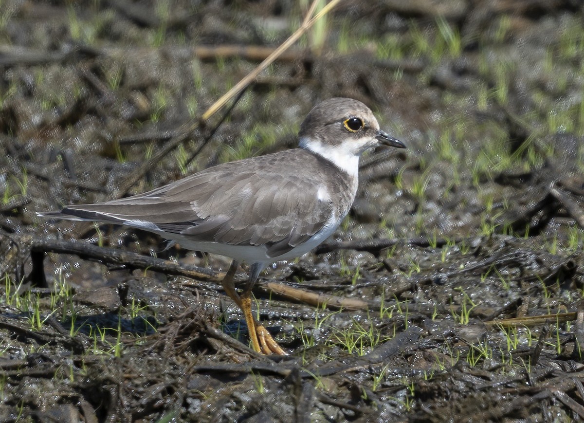 kulík říční - ML646122992