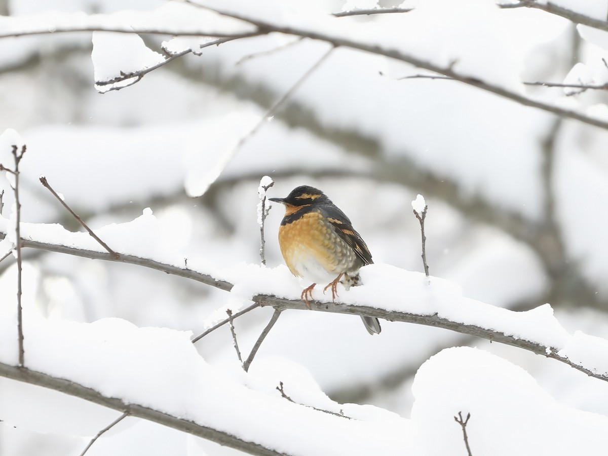 drozd pruhokřídlý - ML646122994