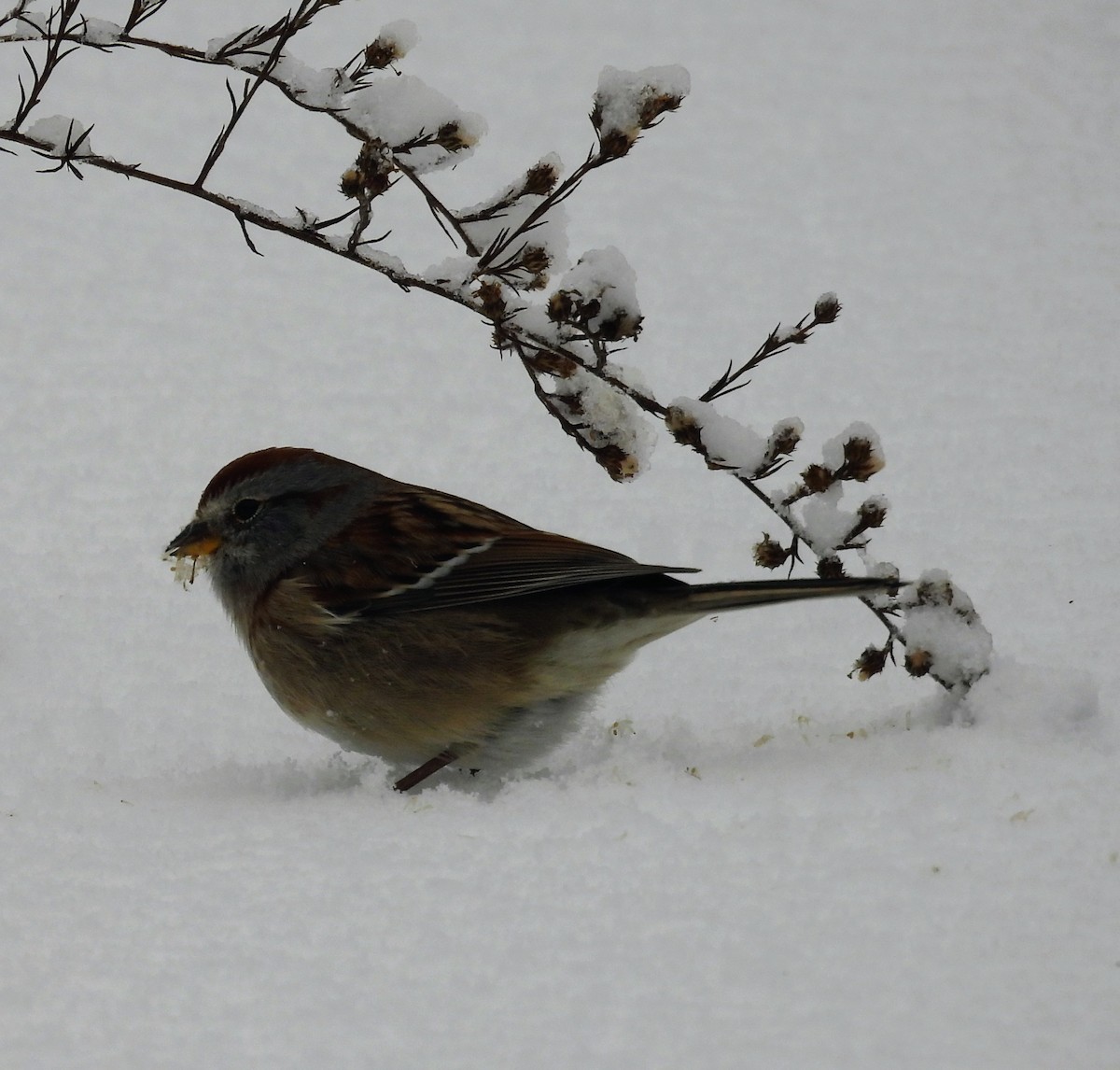 American Tree Sparrow - ML646122996