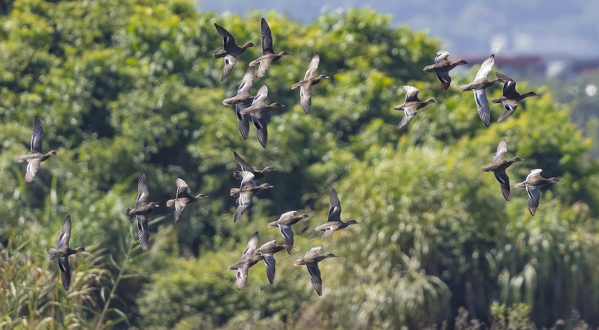 čírka modrá - ML646122997