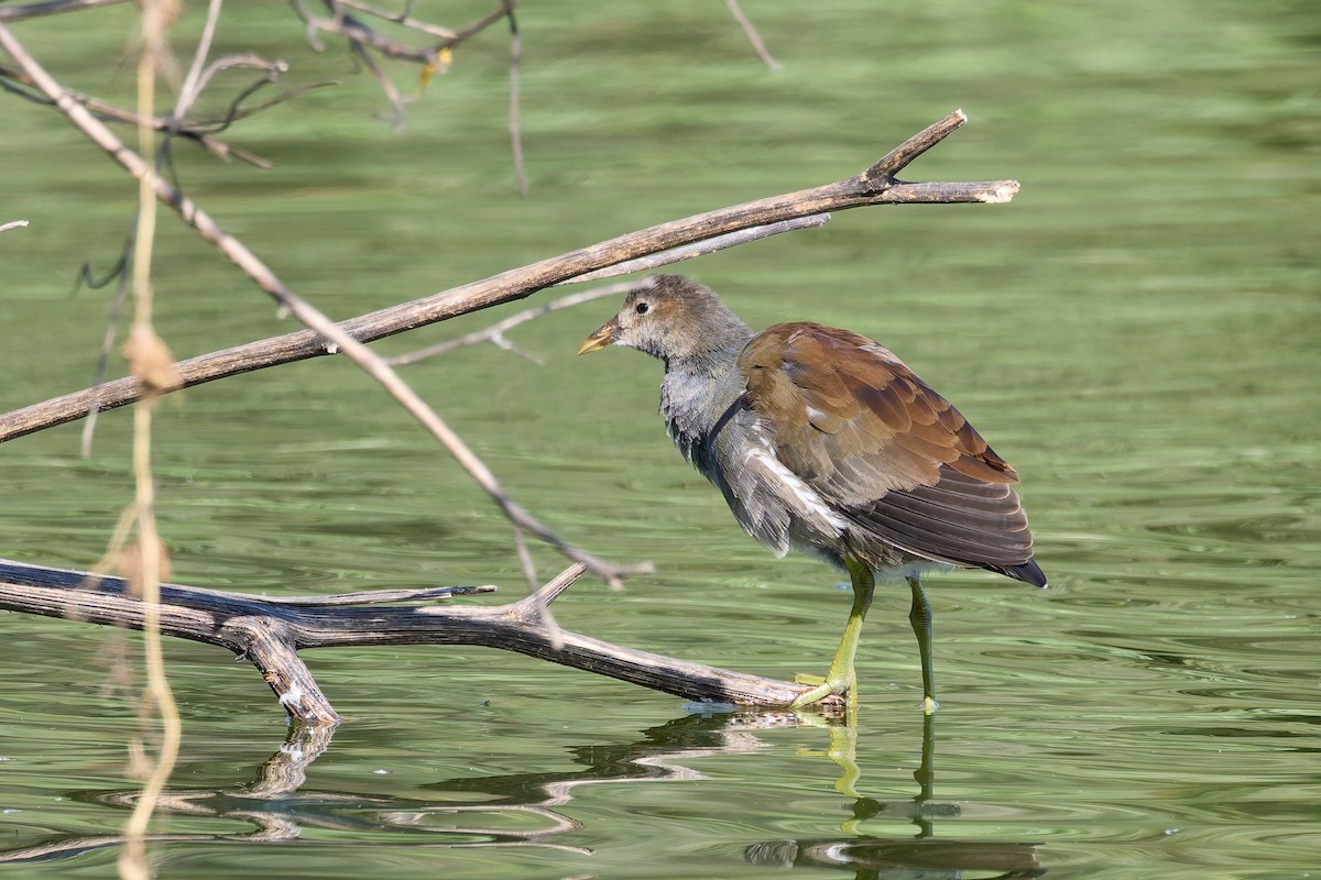 Common Gallinule - ML646122998