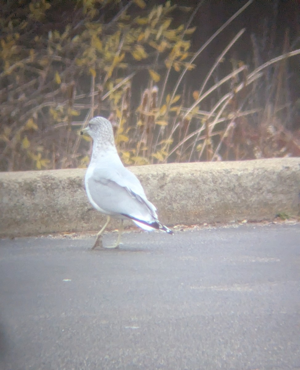 Ring-billed Gull - ML646123000