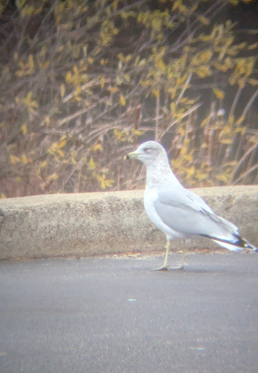 Ring-billed Gull - ML646123001