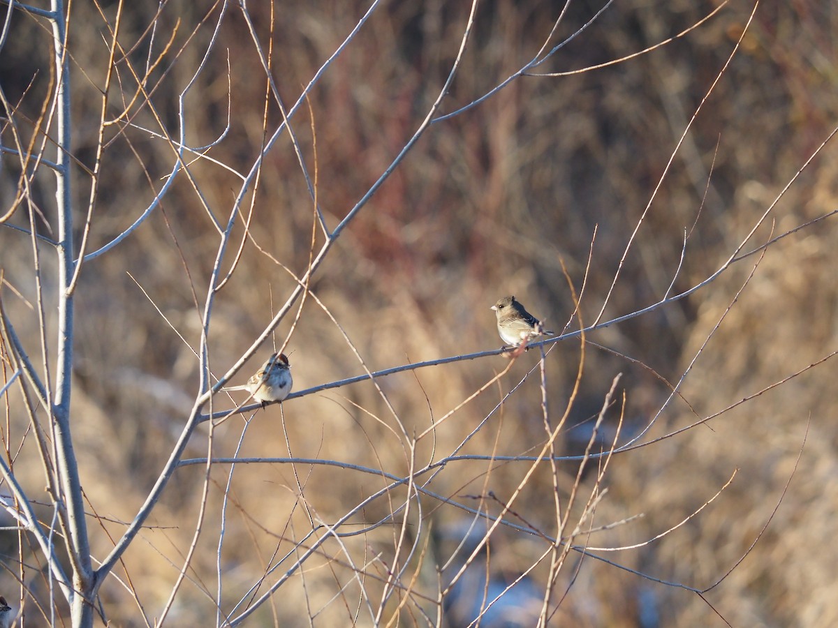 Dark-eyed Junco - ML646123002