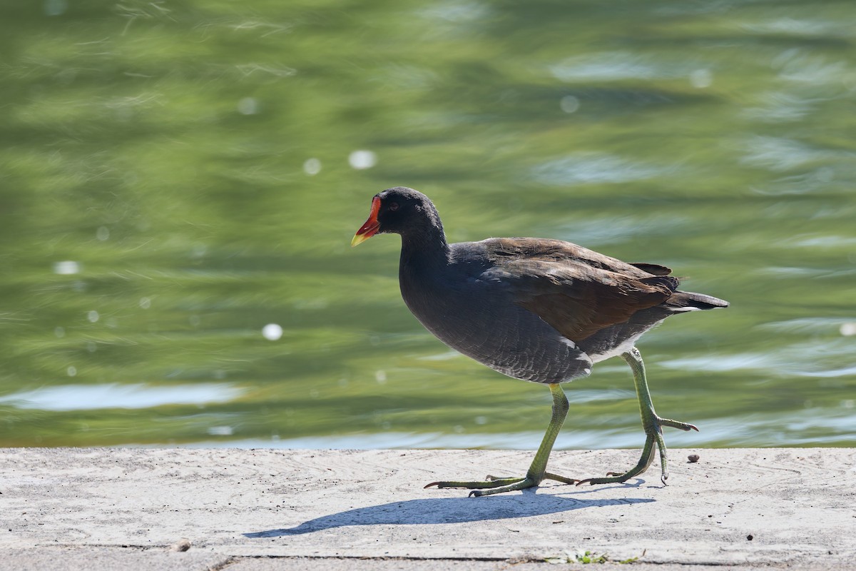 Common Gallinule - ML646123003