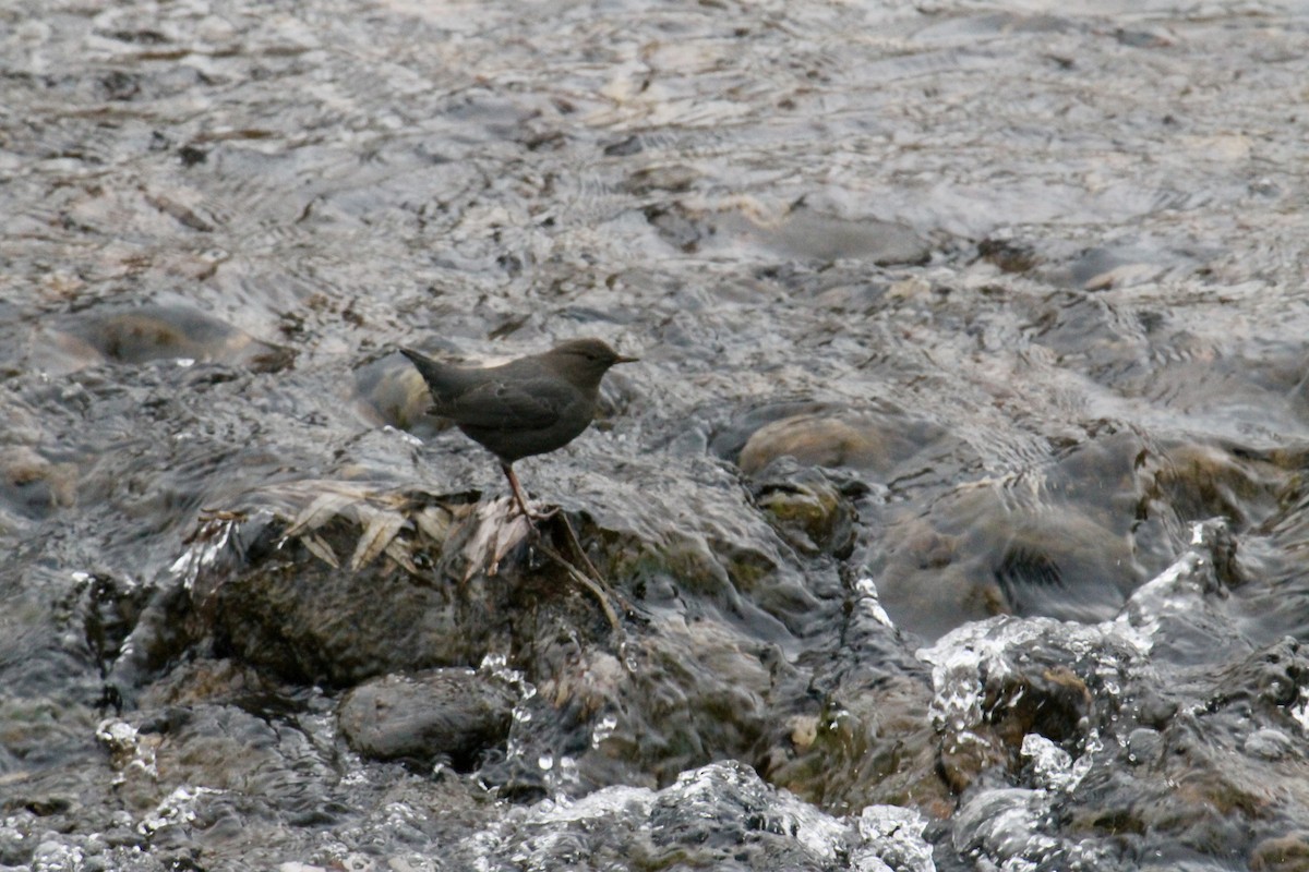 Ur-zozo iparramerikarra - ML646123005