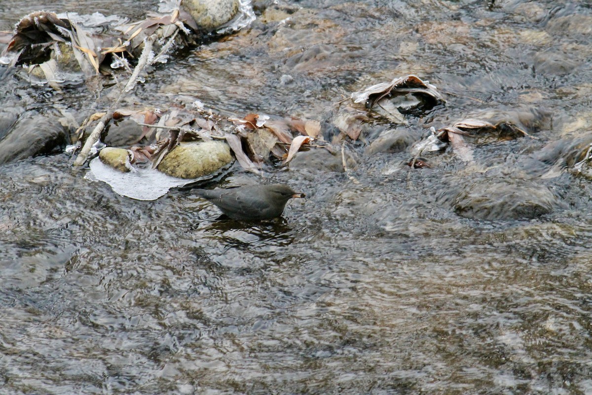 Ur-zozo iparramerikarra - ML646123006