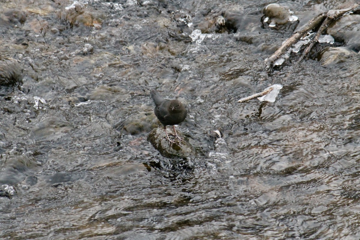 Ur-zozo iparramerikarra - ML646123007