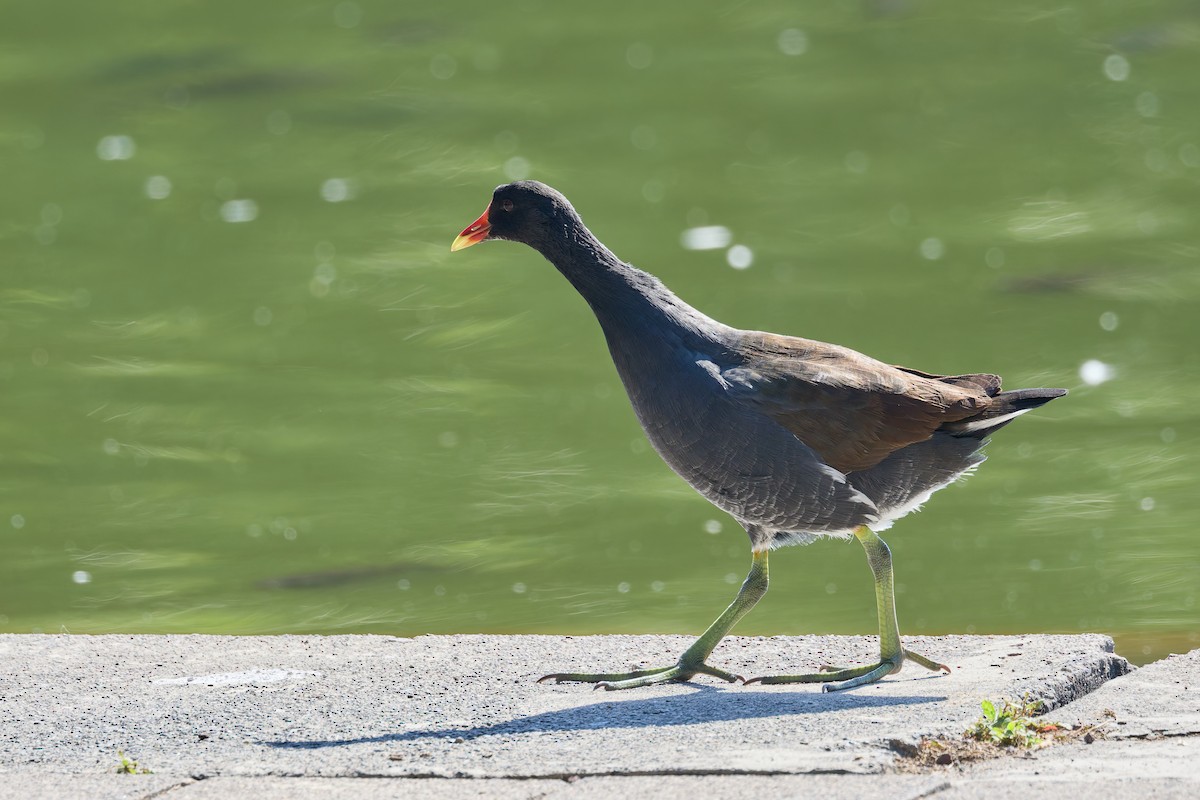 Common Gallinule - ML646123008