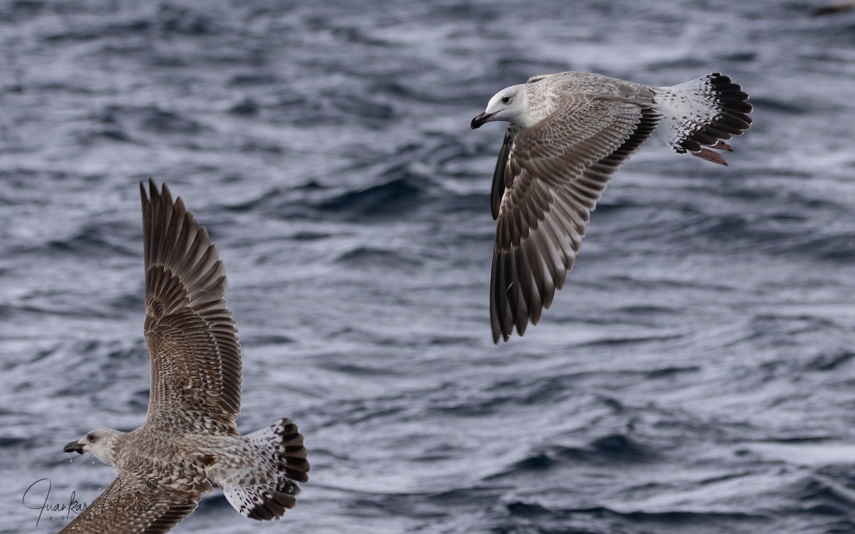 Мартин жовтоногий - ML646123009