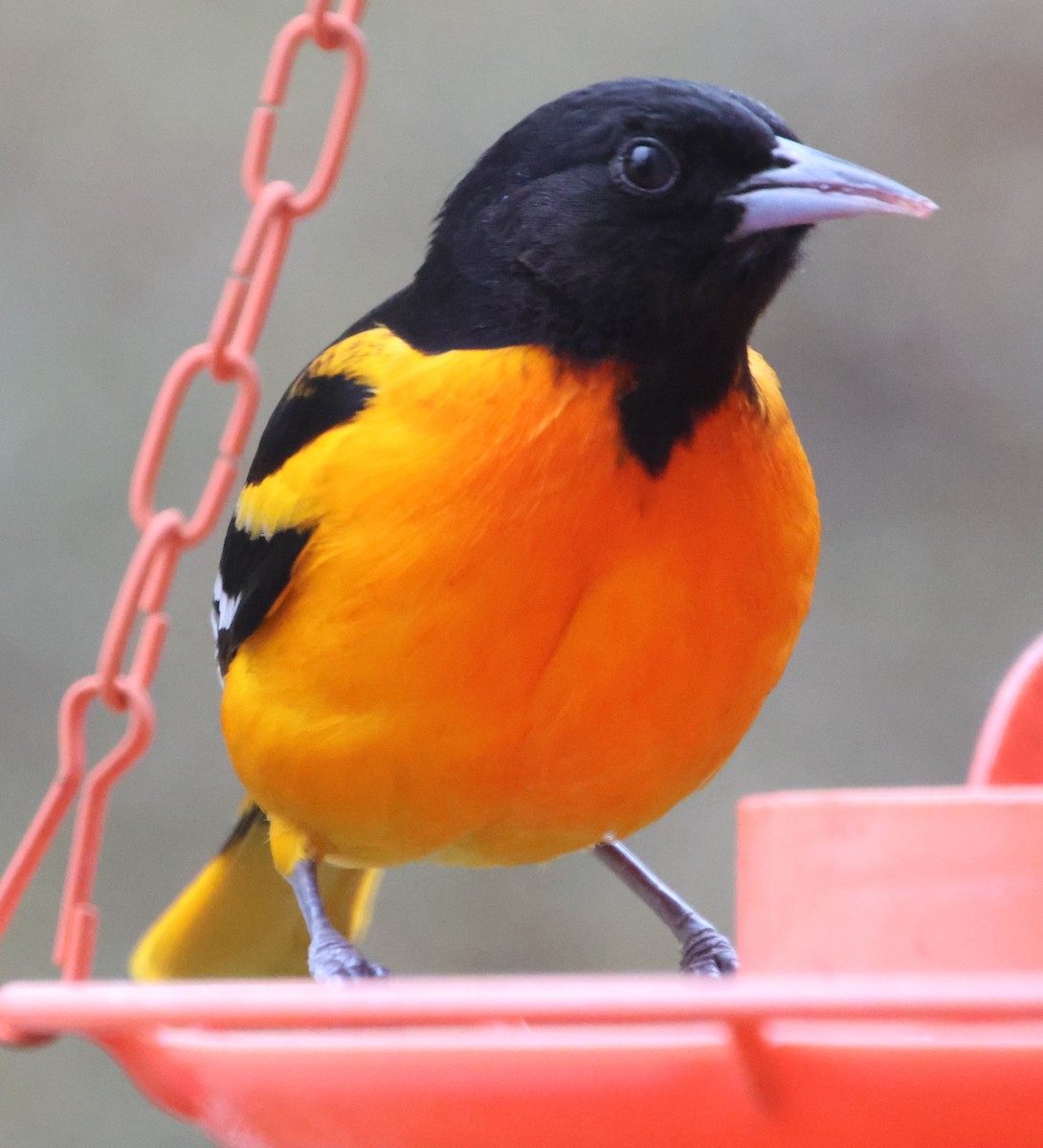 Балтиморский трупиал - ML646123012