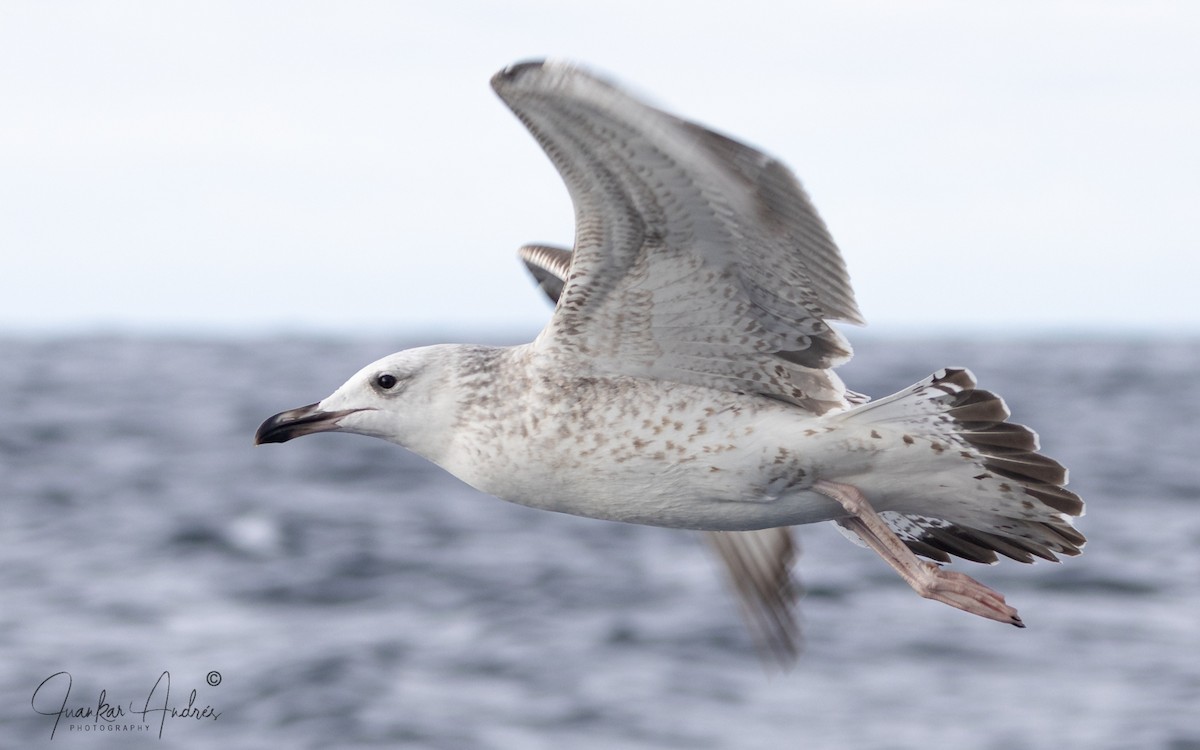 Мартин жовтоногий - ML646123013