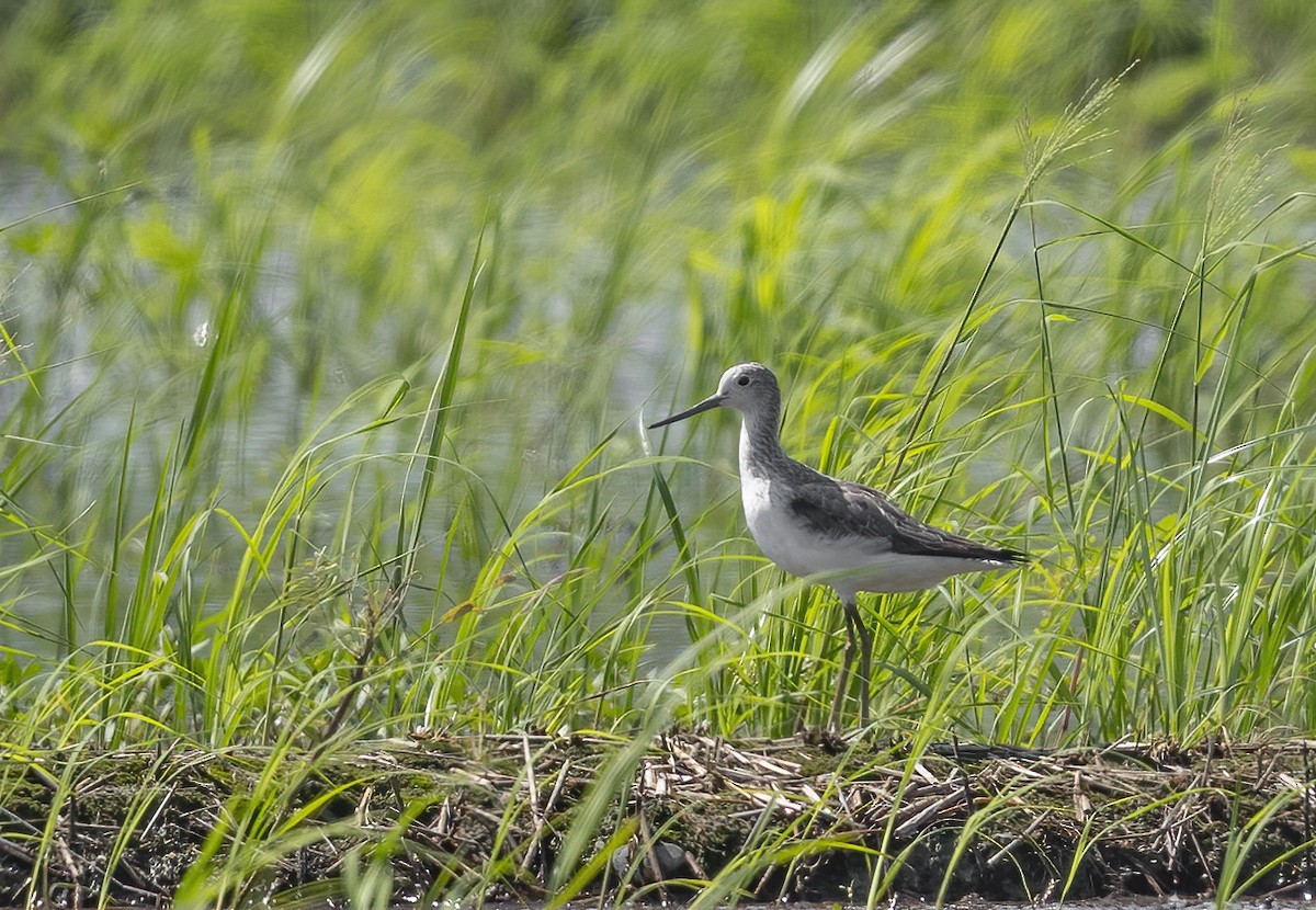 vodouš štíhlý - ML646123014