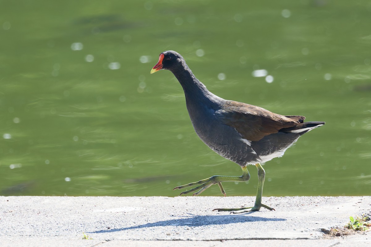 Common Gallinule - ML646123017