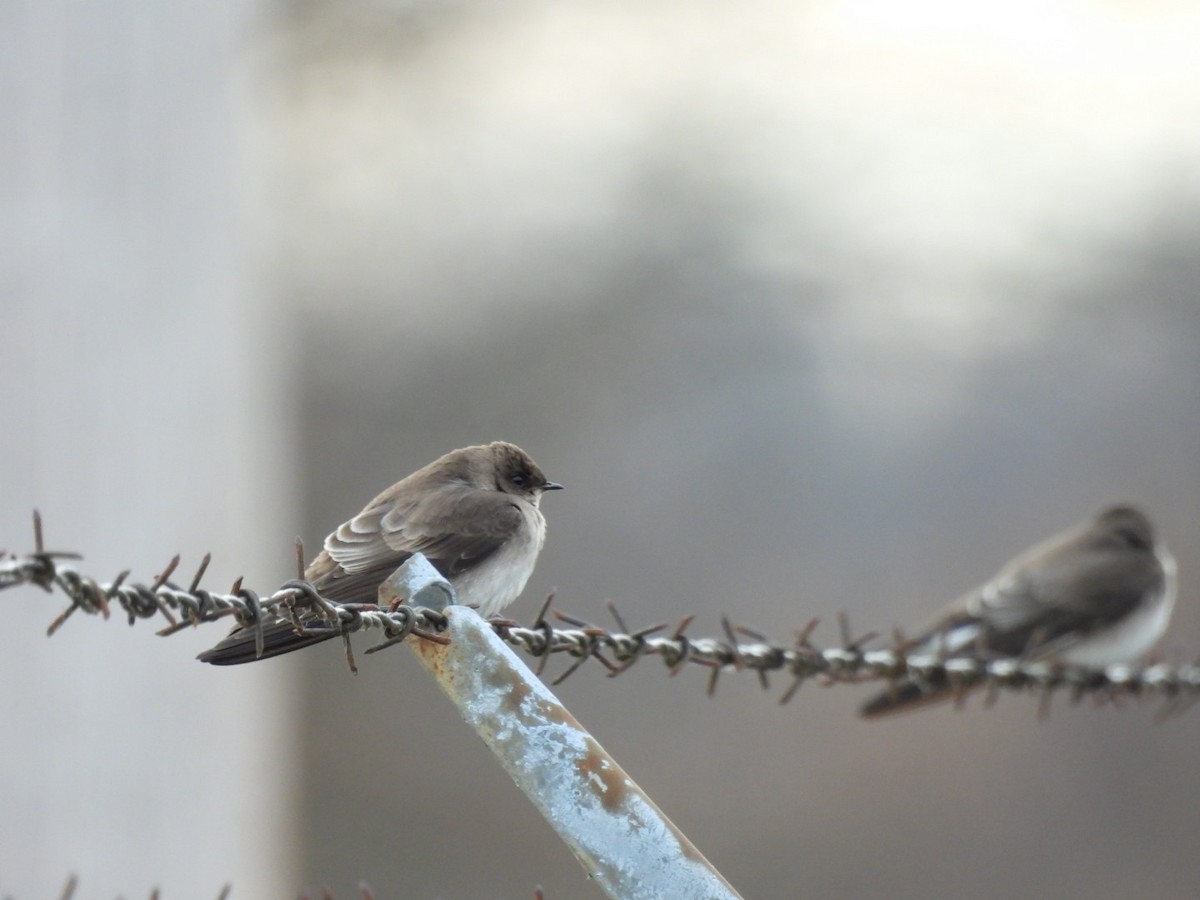 Northern Rough-winged Swallow - ML646123021