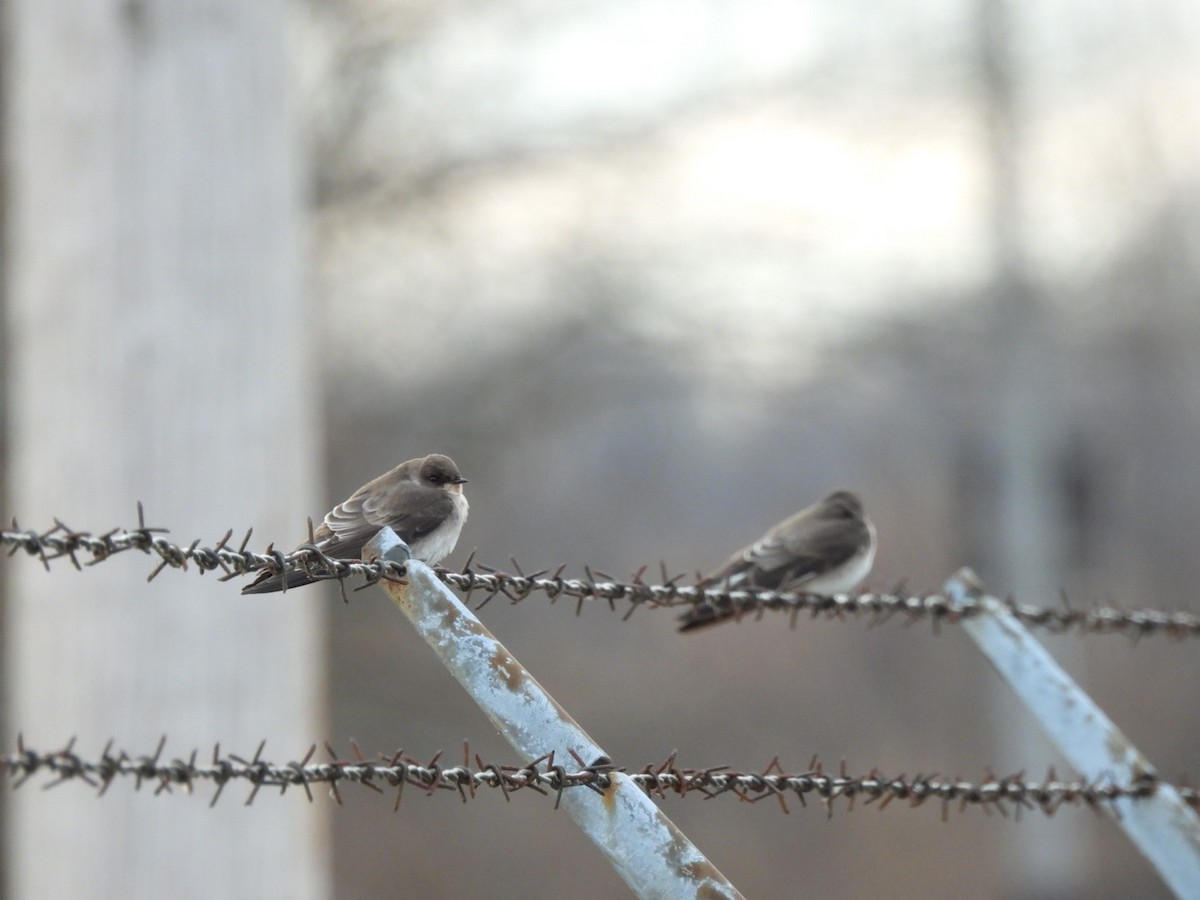 Northern Rough-winged Swallow - ML646123022