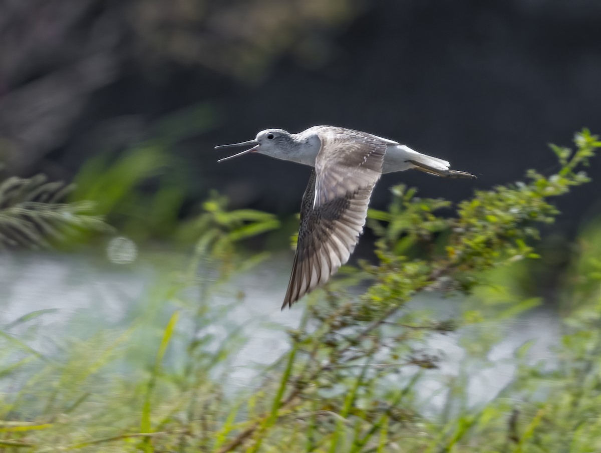 vodouš štíhlý - ML646123026