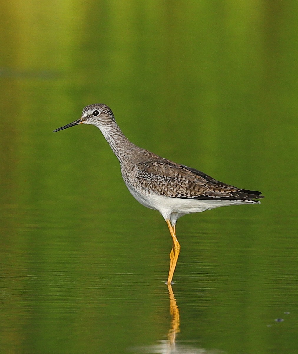 Lesser Yellowlegs - ML646123034