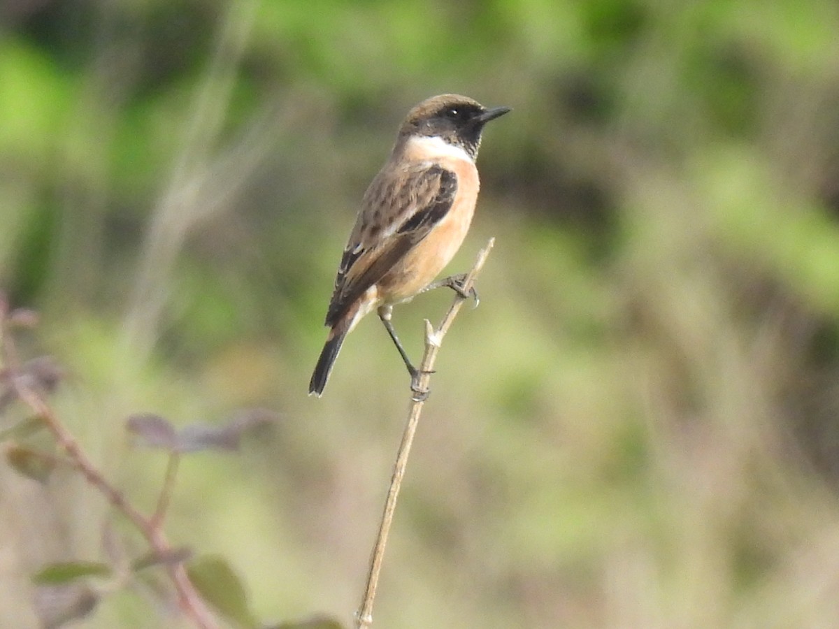 bramborníček černohlavý - ML646123035