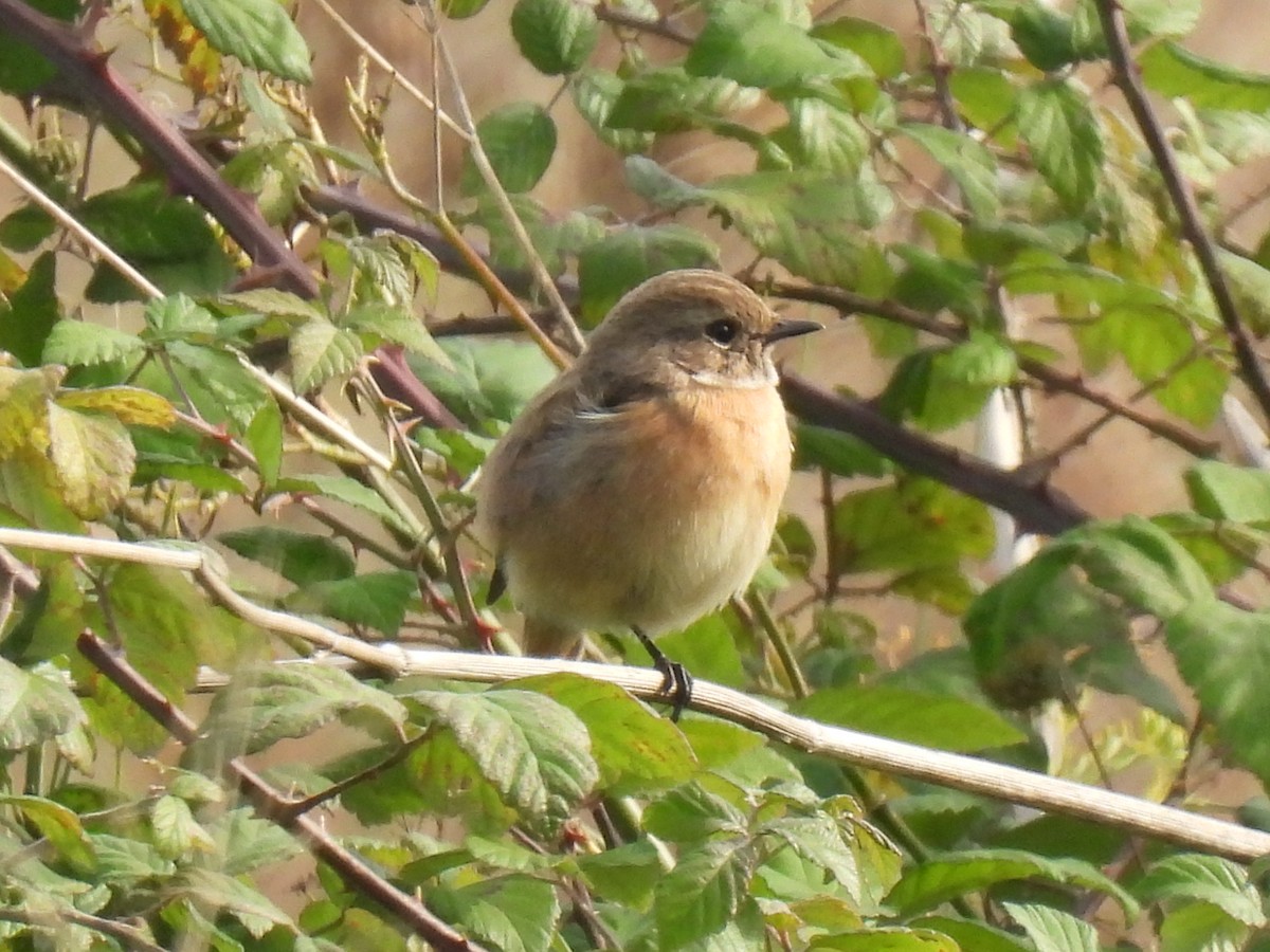 bramborníček černohlavý - ML646123041