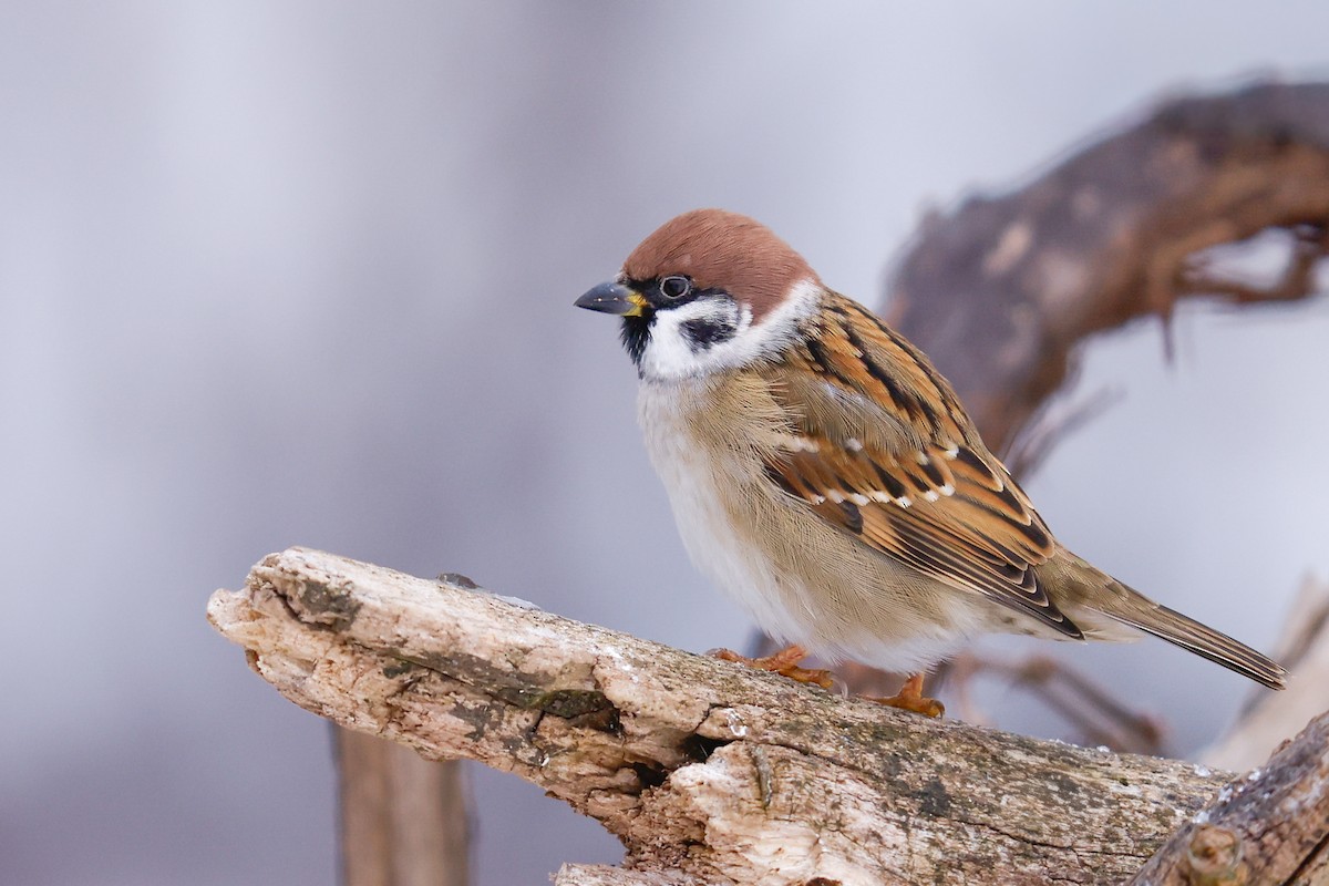 Eurasian Tree Sparrow - ML646123044