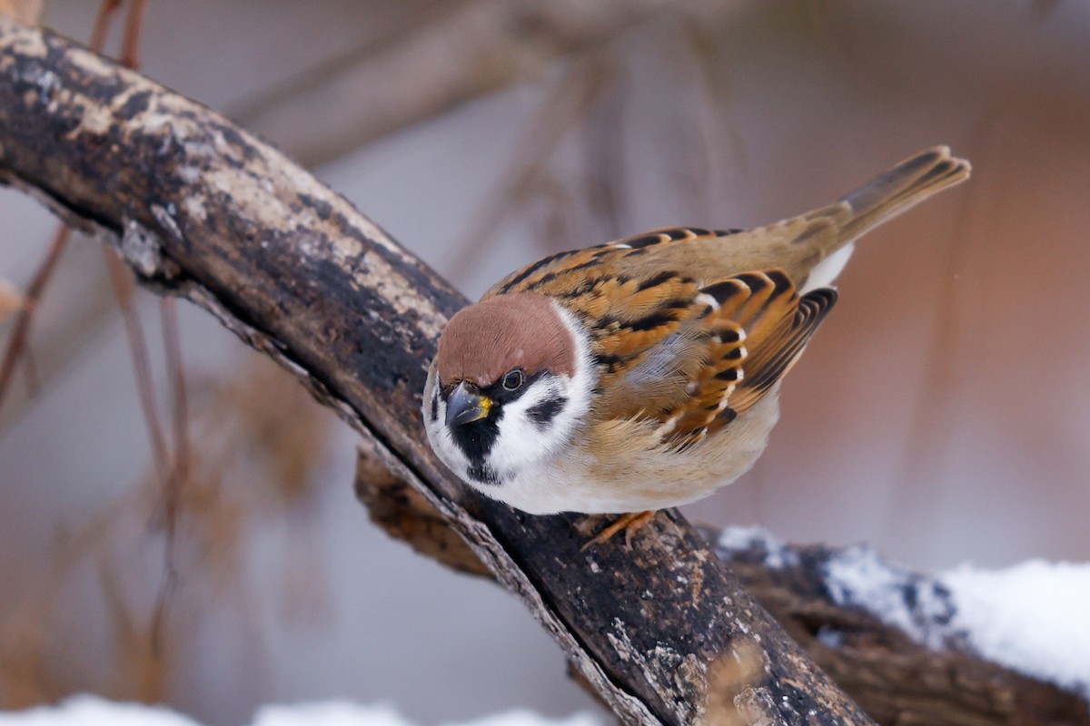 Eurasian Tree Sparrow - ML646123045
