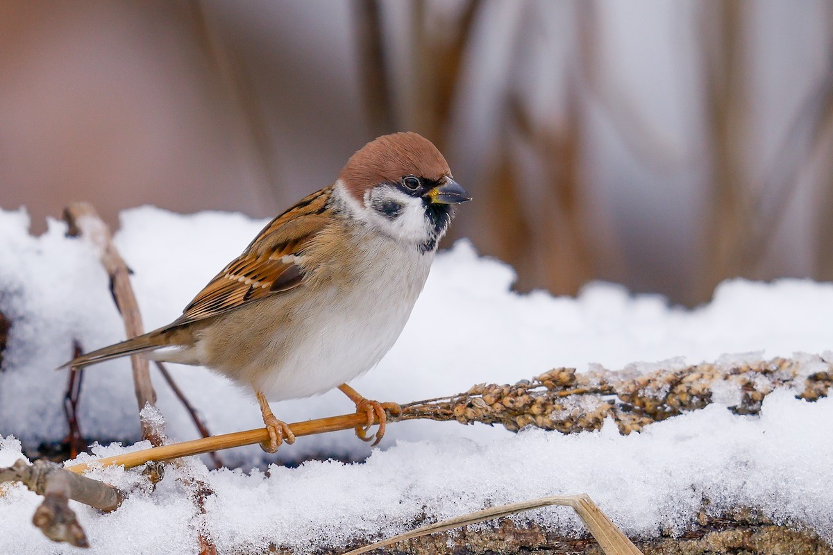 Eurasian Tree Sparrow - ML646123046