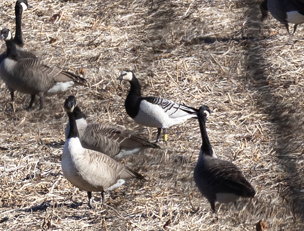 Barnacle Goose - ML646123053