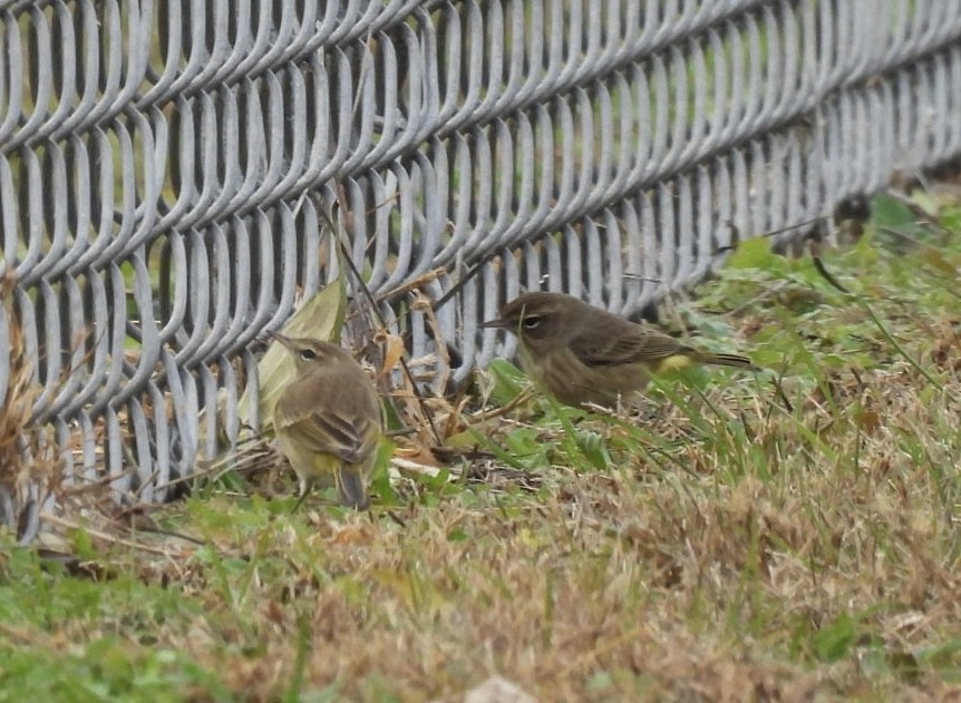 Palm Warbler - ML646123055