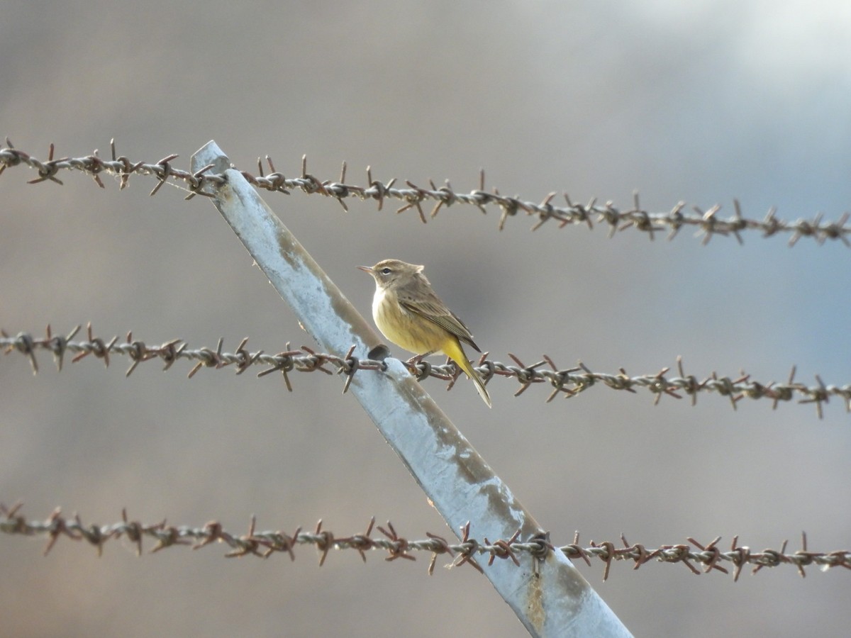 Palm Warbler - ML646123056
