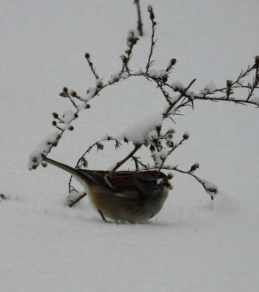 American Tree Sparrow - ML646123058