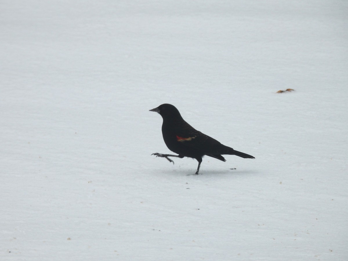 Red-winged Blackbird - ML646123062