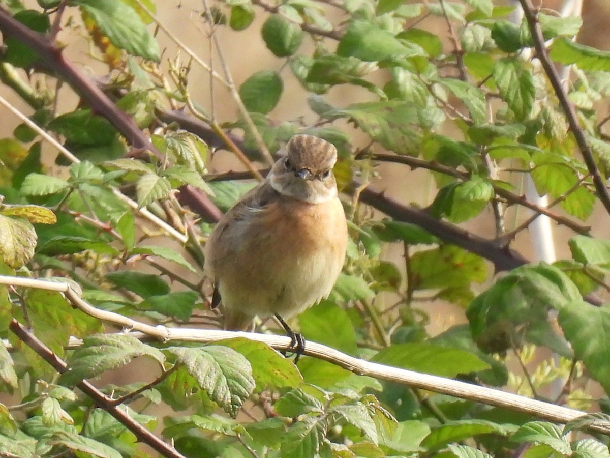 bramborníček černohlavý - ML646123064