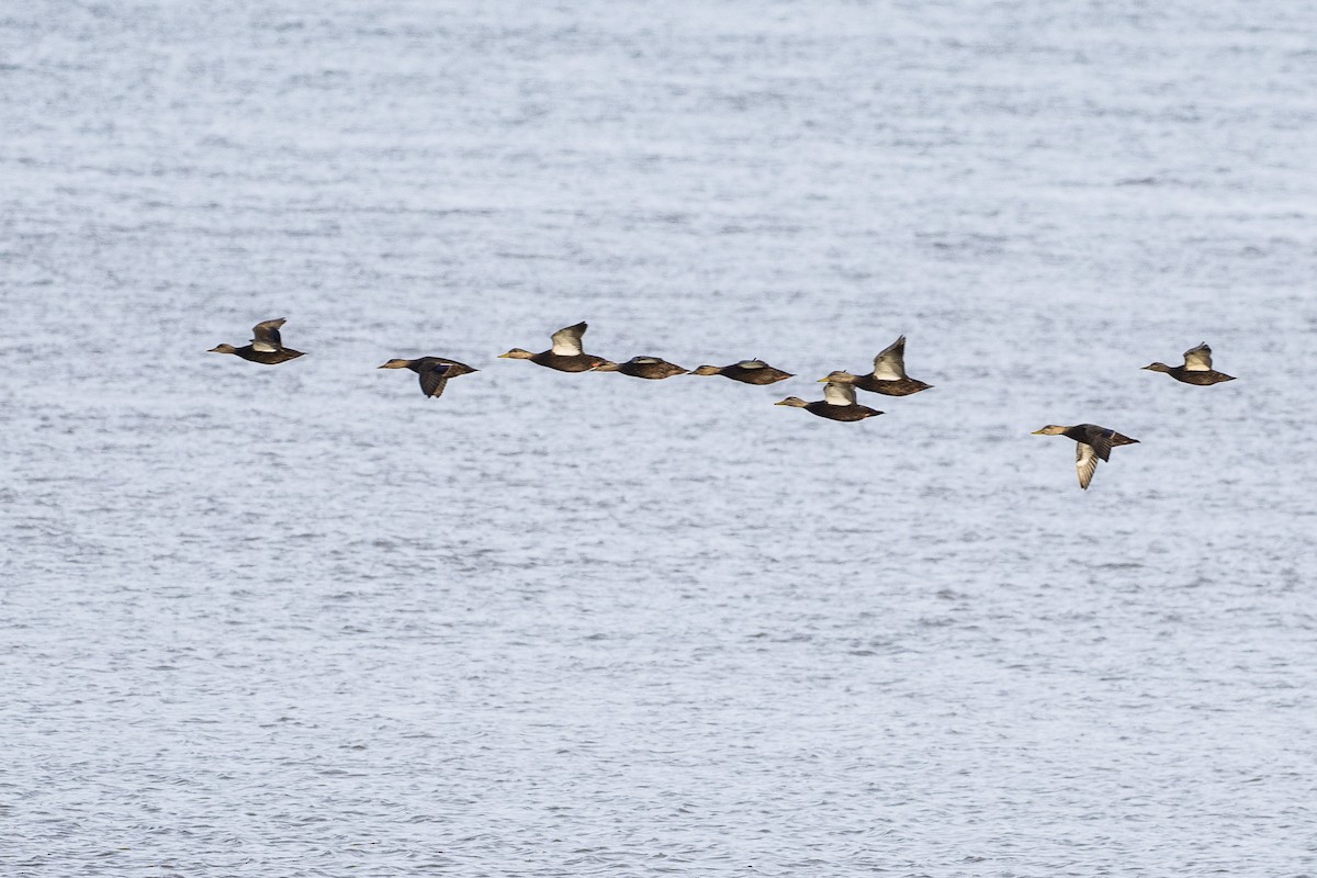 American Black Duck - ML646123071