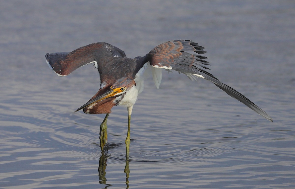Tricolored Heron - ML646123075