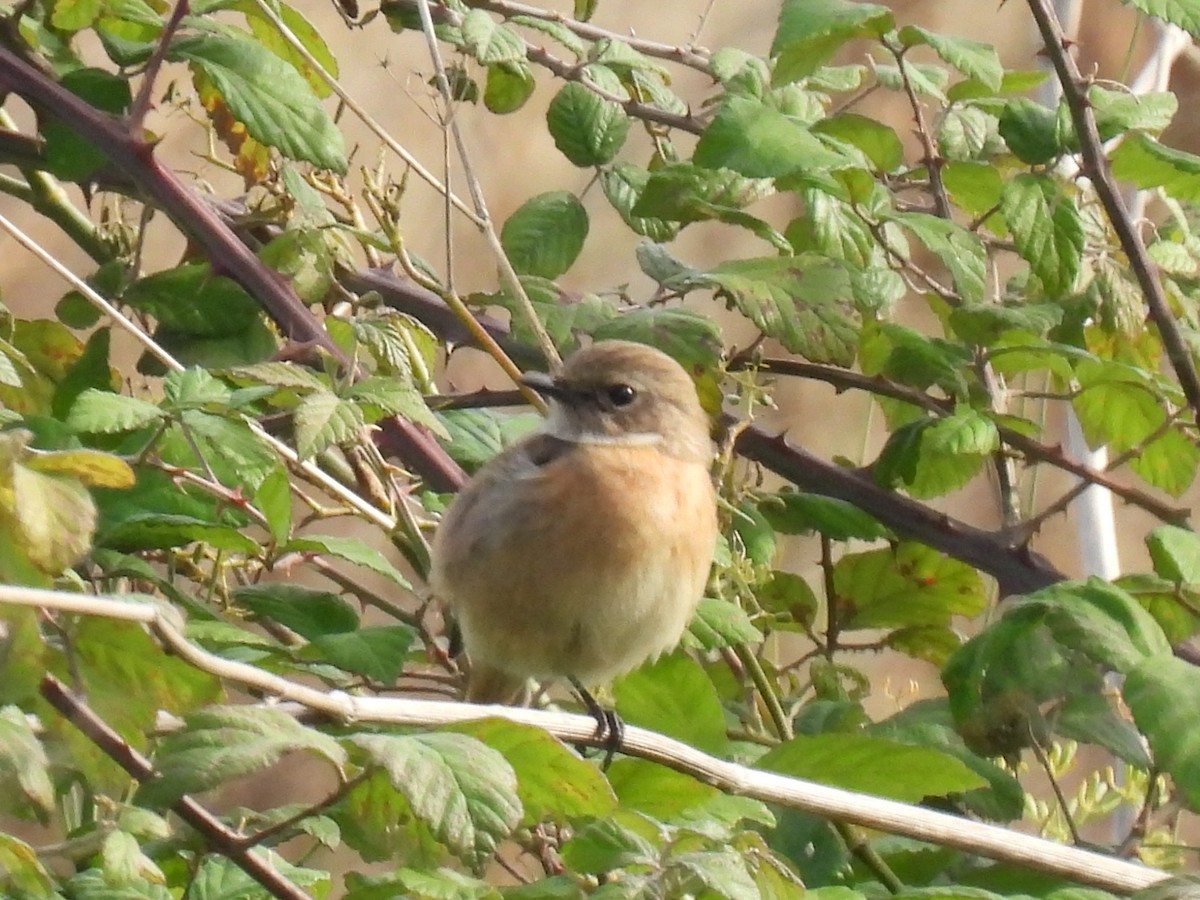 bramborníček černohlavý - ML646123076