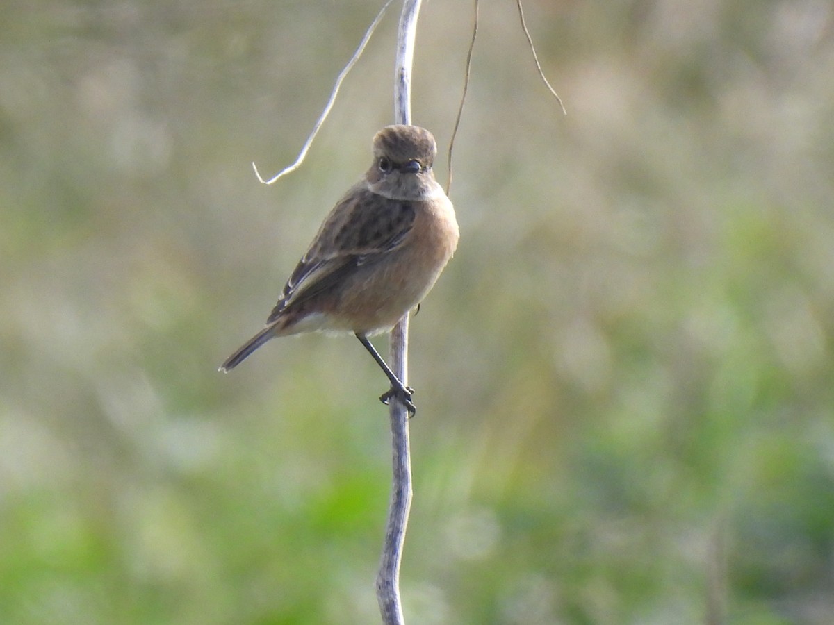 bramborníček černohlavý - ML646123088