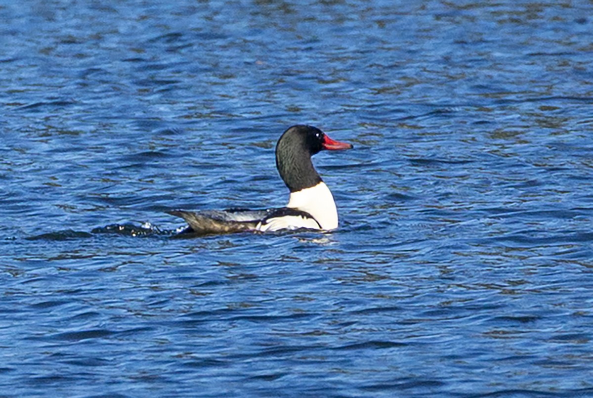 Common Merganser - ML646123091
