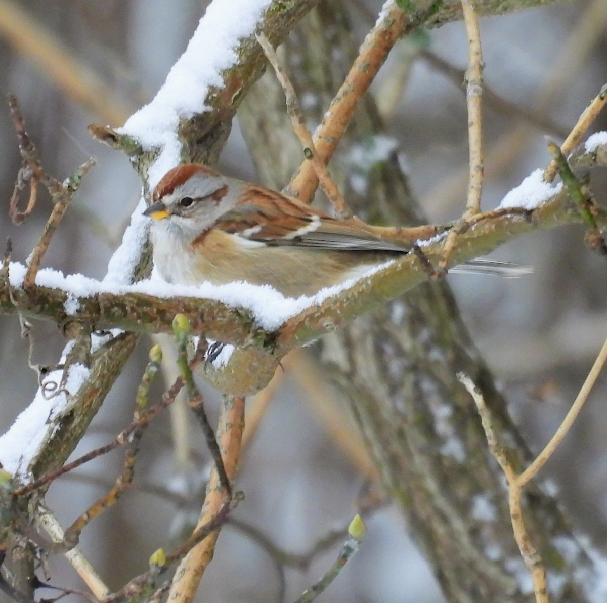 American Tree Sparrow - ML646123097