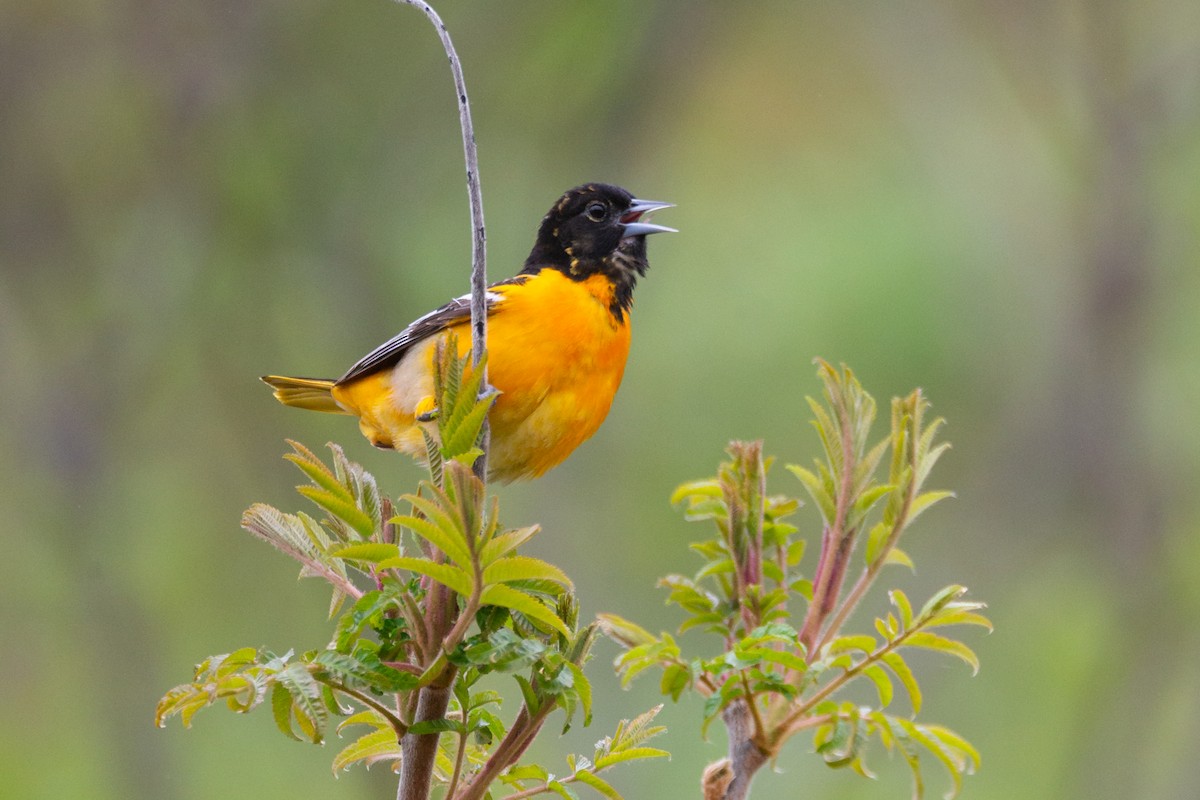 Балтиморский трупиал - ML646123099