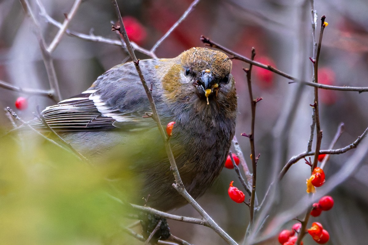 Hakengimpel - ML646123103