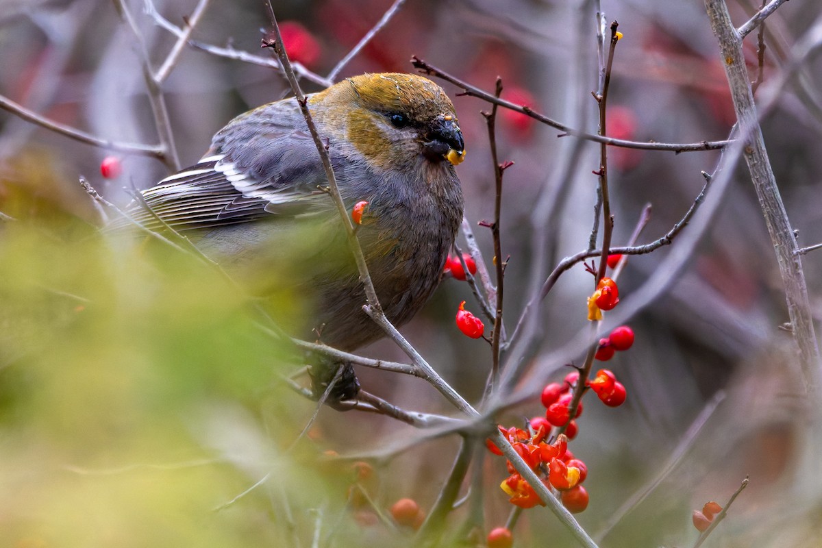 Hakengimpel - ML646123104